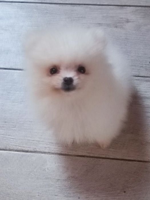 Pomeranian suczka mini mini