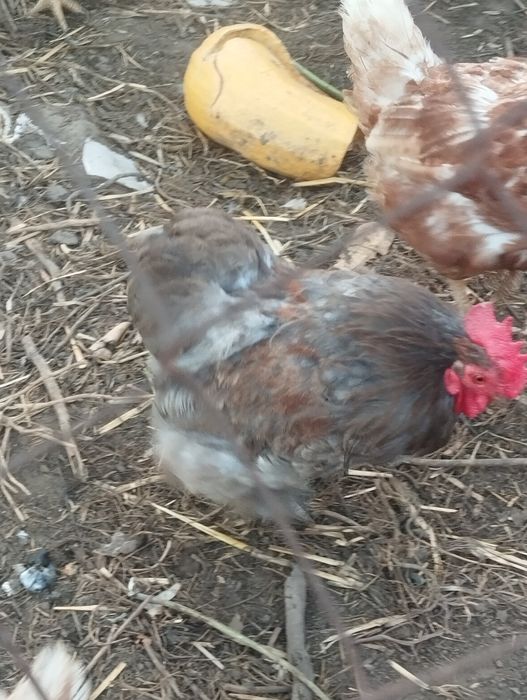 Продам питухів .