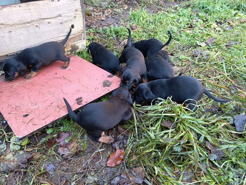 Oddam za darmo piekne szczeniaki