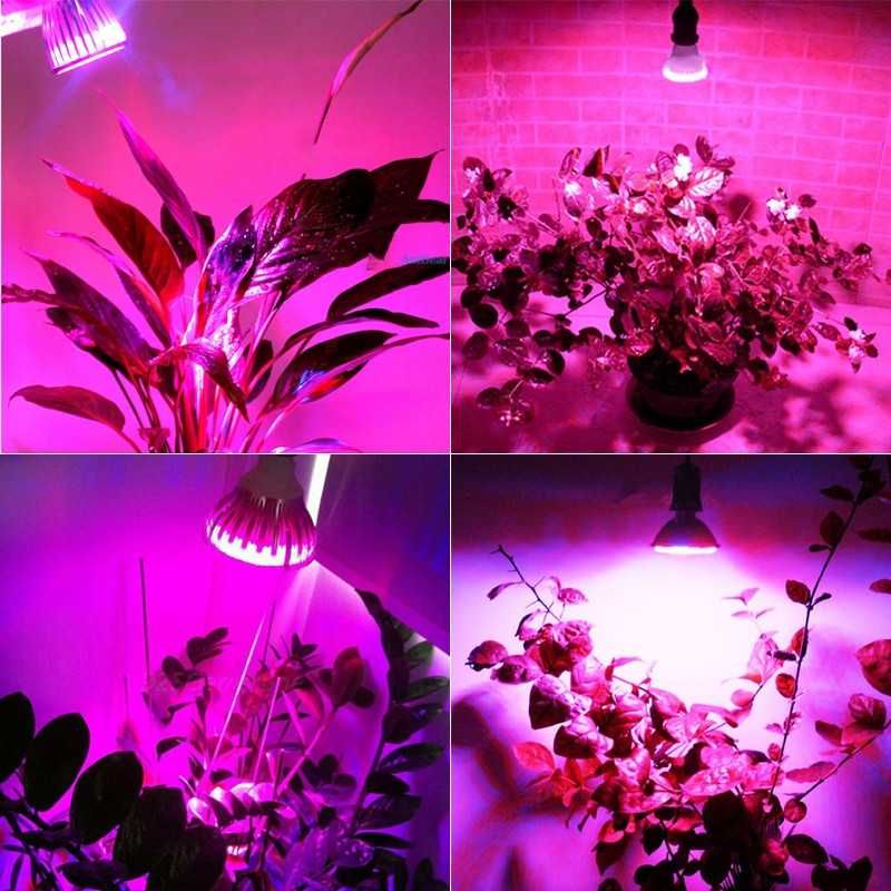 LED Żarówka do roslin E27 10W