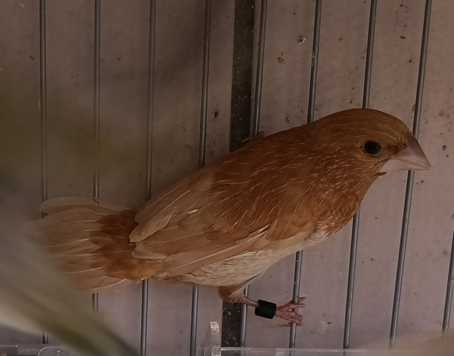 Bengalins 12 unidades