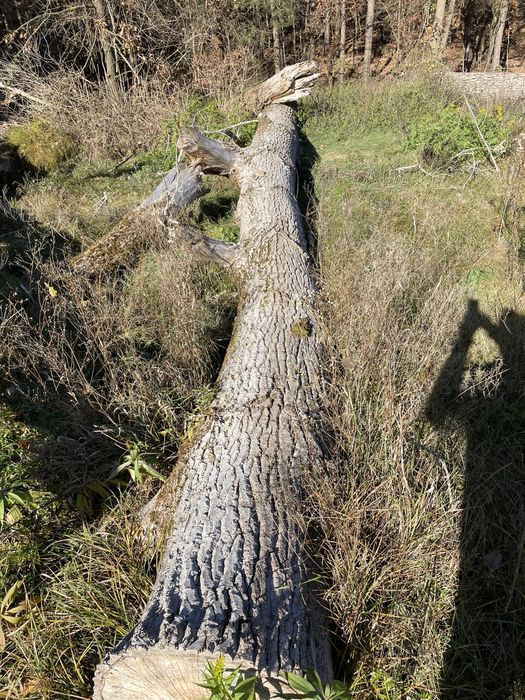 Topola w stanie okraglym