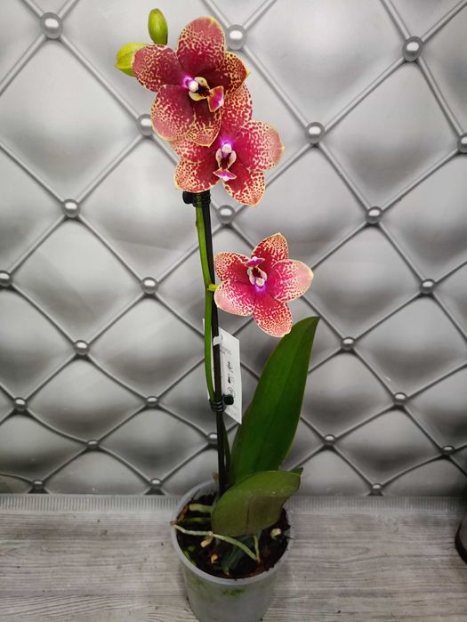 Ароматна воскова орхідея "Кокодоро"(Cocodoro)