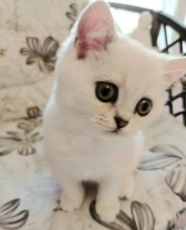 Британские котята серебристая шиншилла купить Киев Украина
