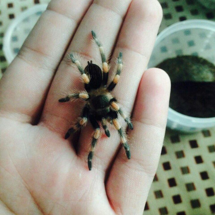 Мексиканский паук самка Brachypelma smithi)