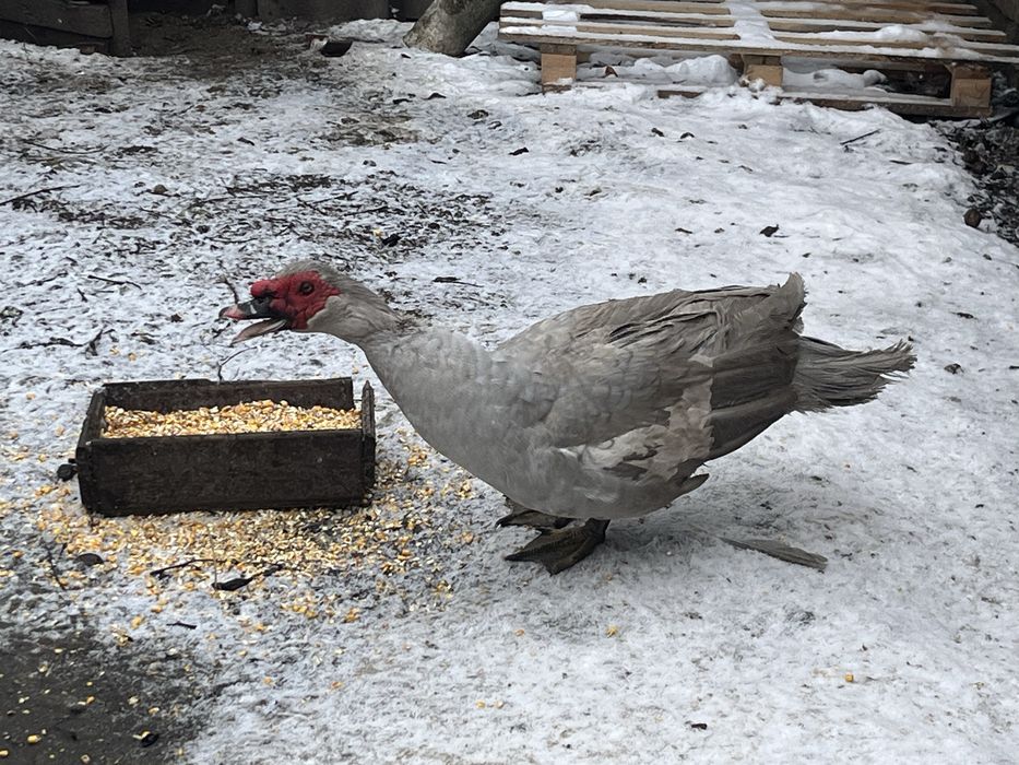 Мускусні качки німецької лінії