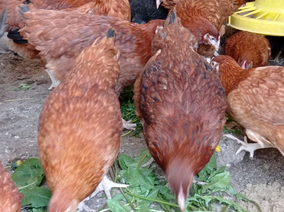 Kurki nioski młode kokoszki na jajko Rossa leghorn zielononóżki