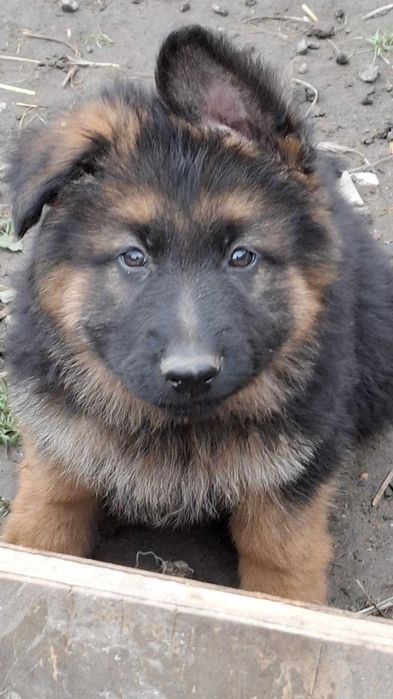 Owczarek niemiecki długowłosy sunia