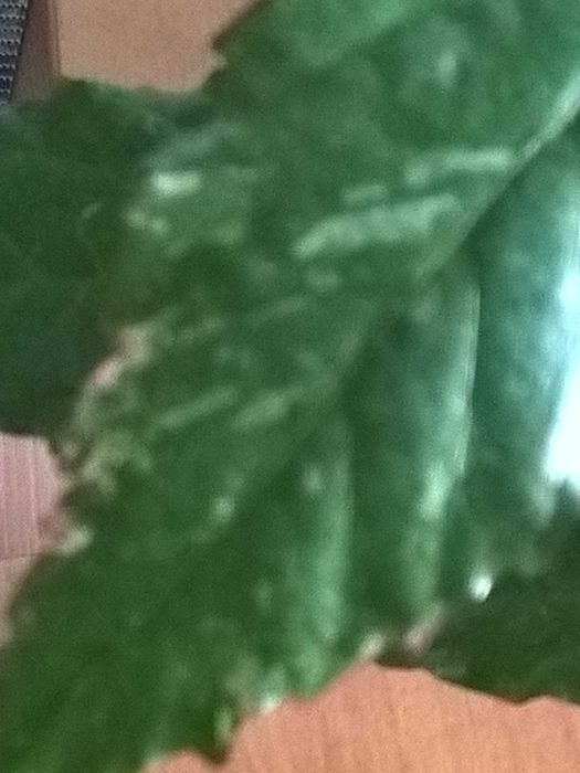 Продам  укорененный росток гибискуса сноу квин