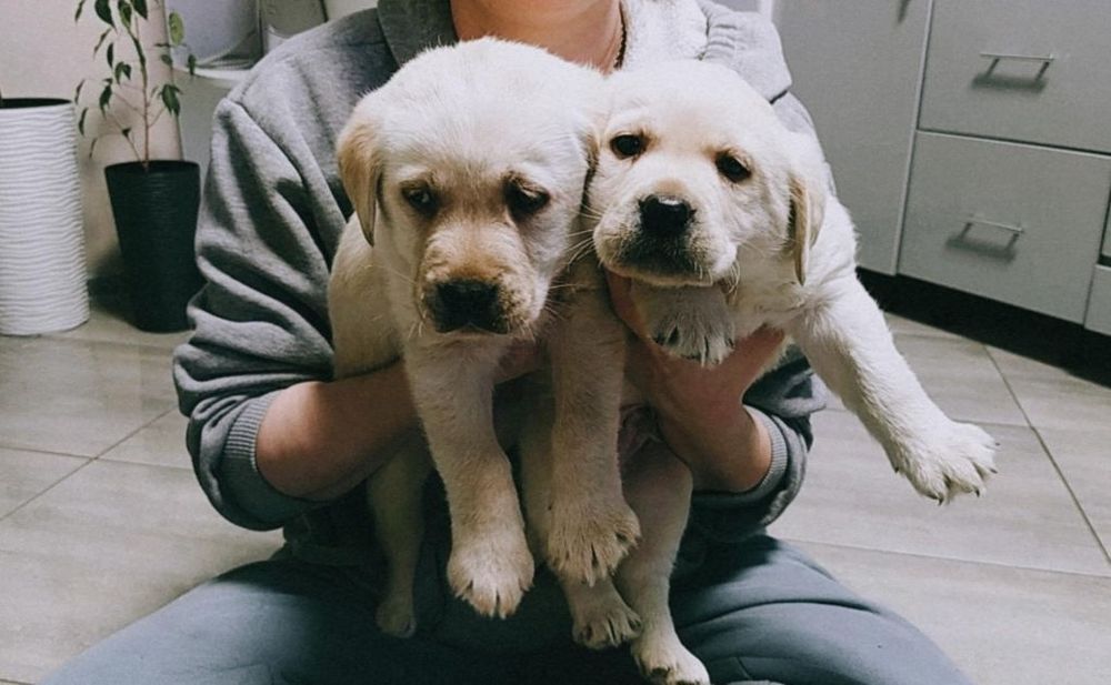 Щенки Лабрадор ретривер