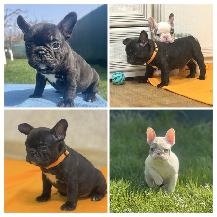 Радість в Ваш дім!Доставка по Україні та за кордон