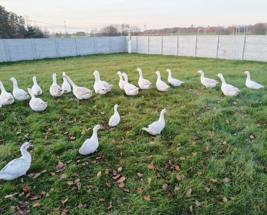 Gesi biale , biegusy indyjskie