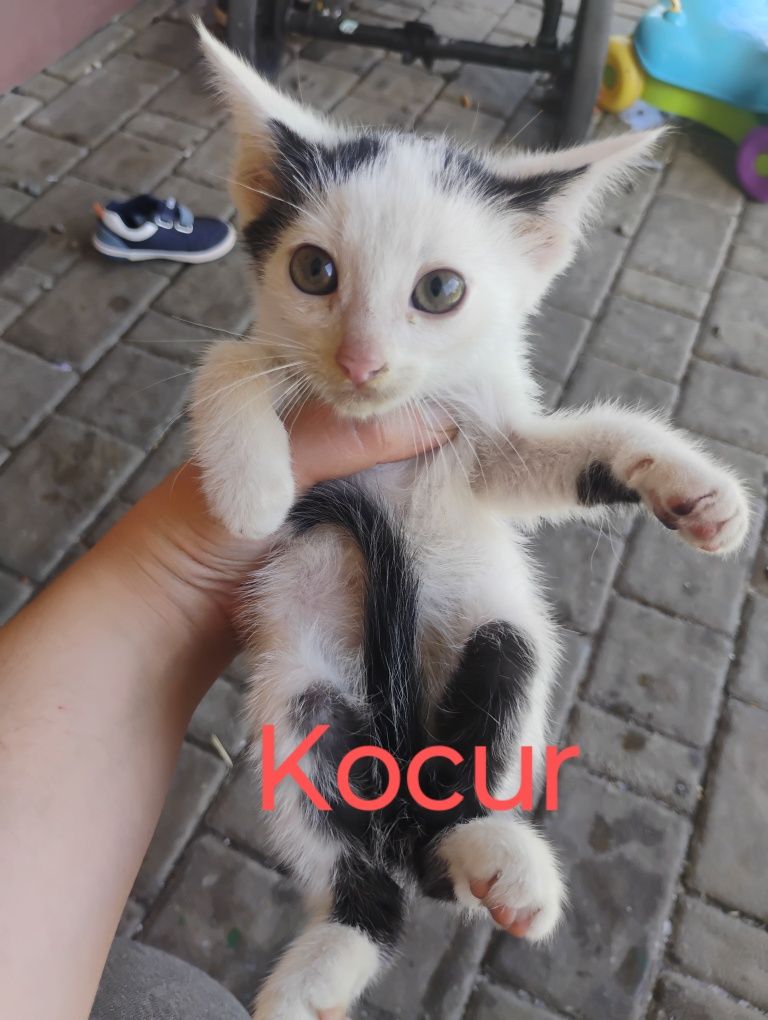 Oddam koty (kocur i kotka)