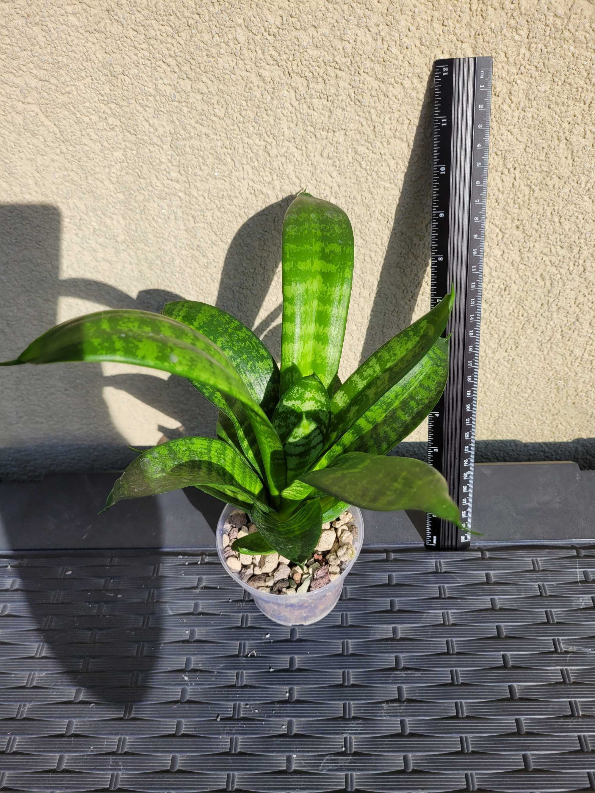 Sansevieria Hahnii Green
