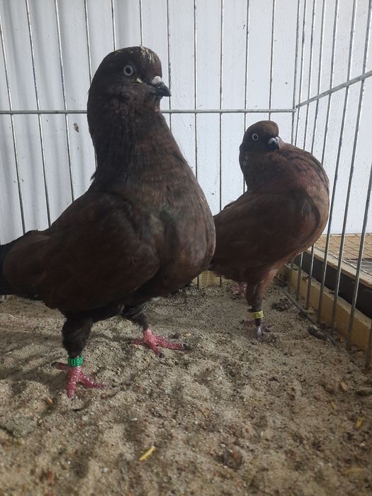 Tipler niemiecki wystawowy