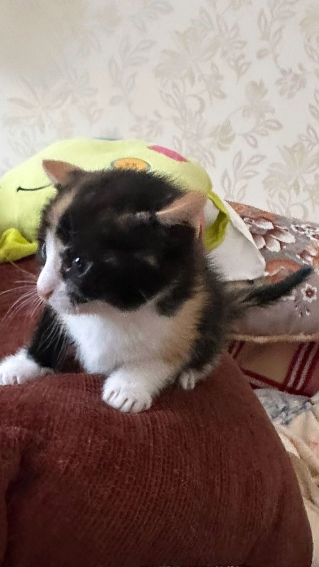 Отдам котенка трехцветку, 2 месяца, девочка