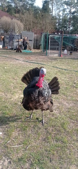 Zamienię na inne zwierzęta lub zboże