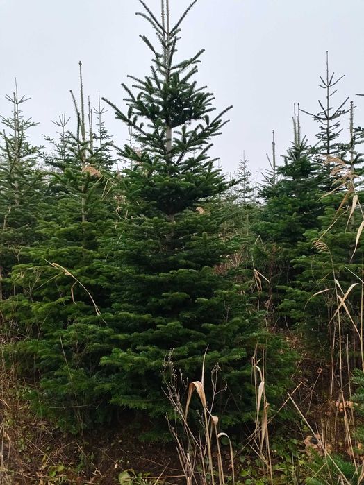 Jodła kaukaska 5 metrowe drzewa