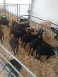 Cabras Murcianas genetica boa