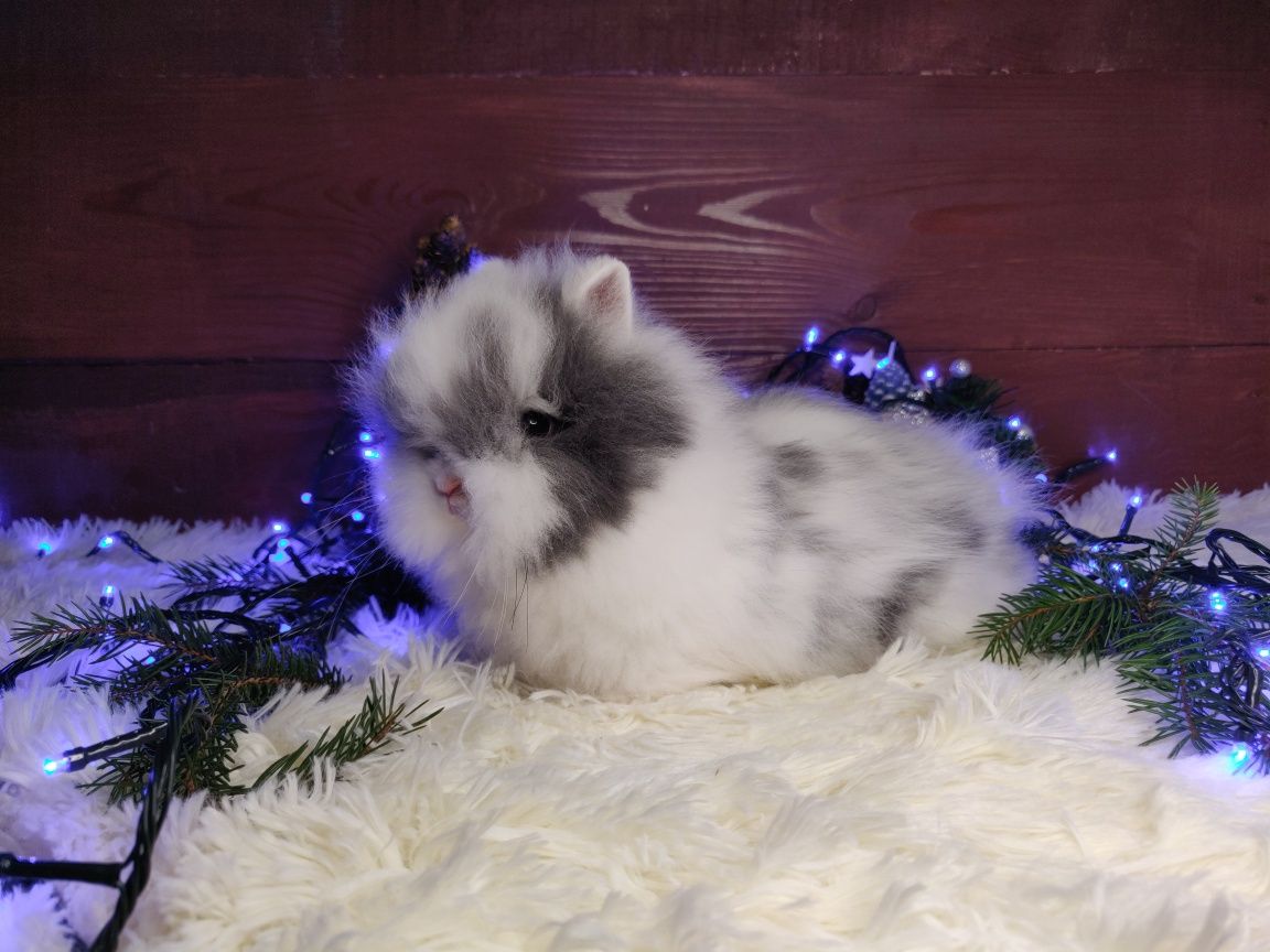 Piękne króliczki Karzełek Teddy. Króliczek domowy. Wolne maluszki.