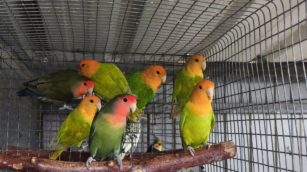 Agapornis roseicollis