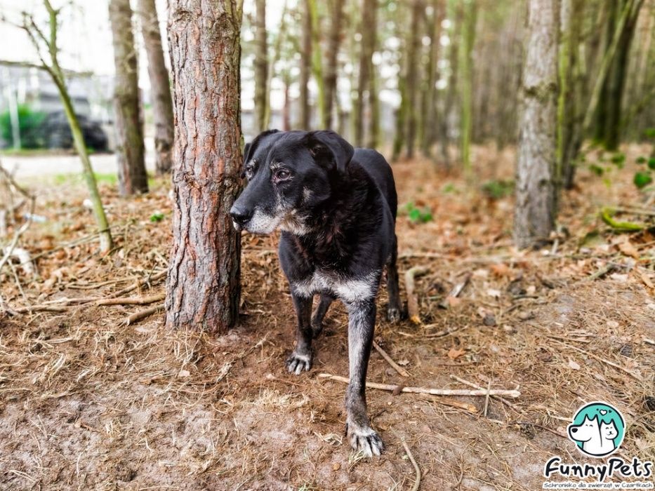 Przefajny Romano poleca się do adopcji!