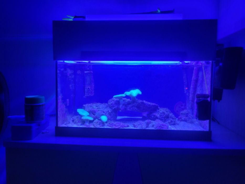 Akwarium Morskie