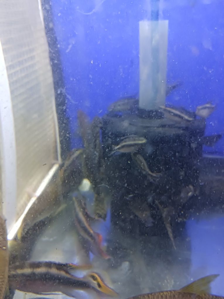 Ancistrus juvenis e adultos