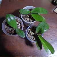 Орхідеї фаленопсіс