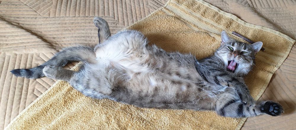 Koko szuka kochającego domku! Stowarzyszenie Częstochowa DLA ZWIERZĄT