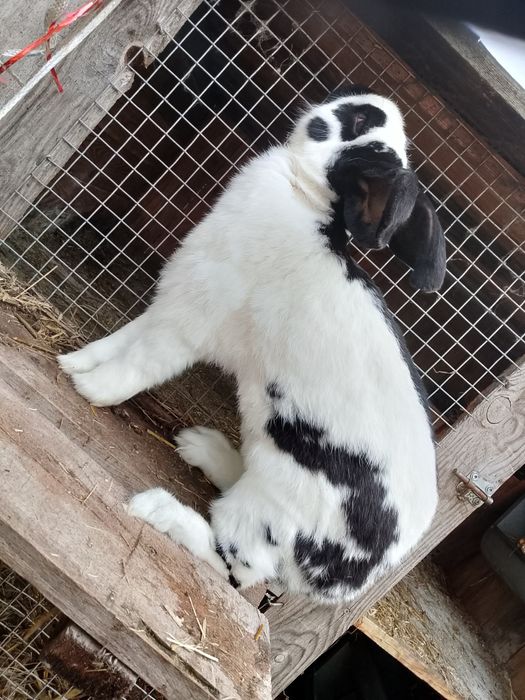 Samiec Olbrzym Srokacz czarny z rodowodem