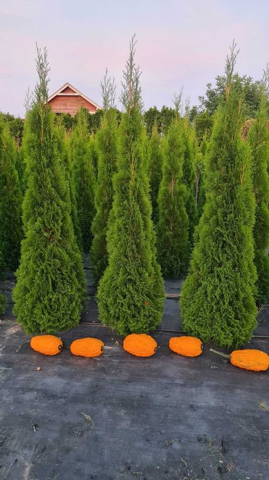 Sprzedam Thuje Szmaragd