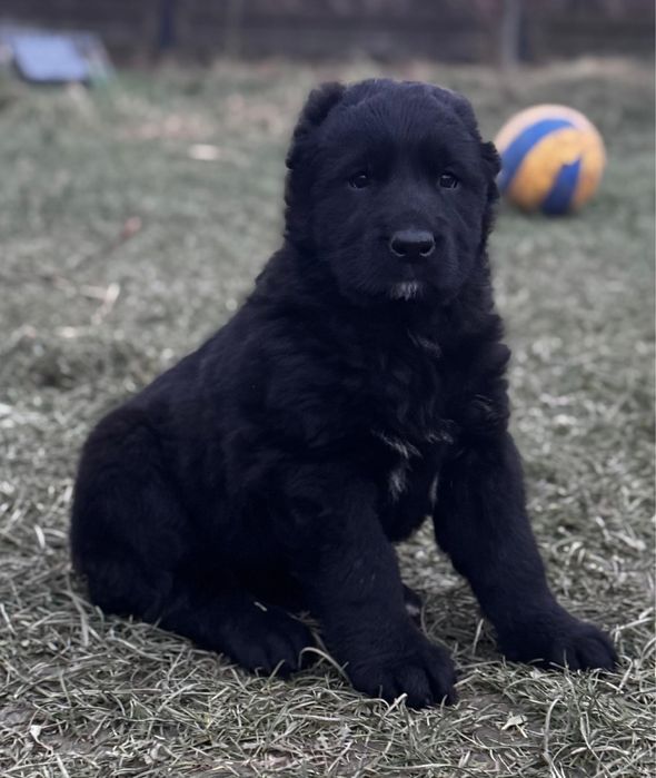 Owczarek Środkowoazjatycki szczenię Premium