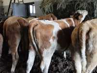 Jałówki mięsne simental 400kg