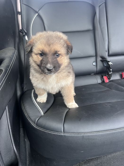 Буде вірний друг Собаченя Пес Щенок