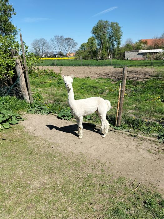 Alpaki samce na sprzedaż