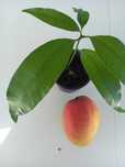 Árvores de fruta - Manga