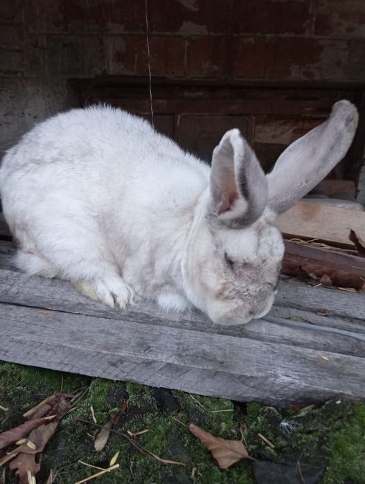 Króliki na sprzedaż!!!