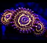 Zoa stratosphere premium