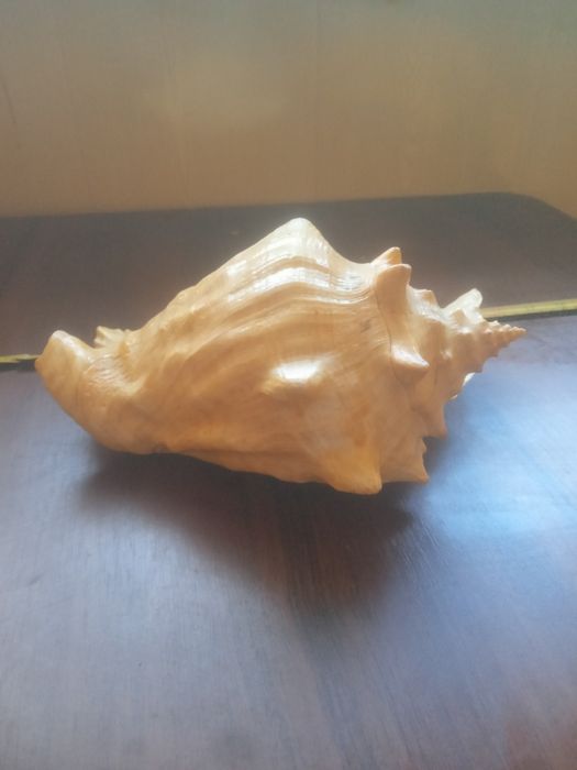 Ракушка правильной формы в идеальном состоянии СРОЧНО ТОРГ