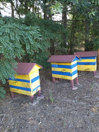 Ule warszawskie zwykłe z pszczołami,rodziny pszczele
