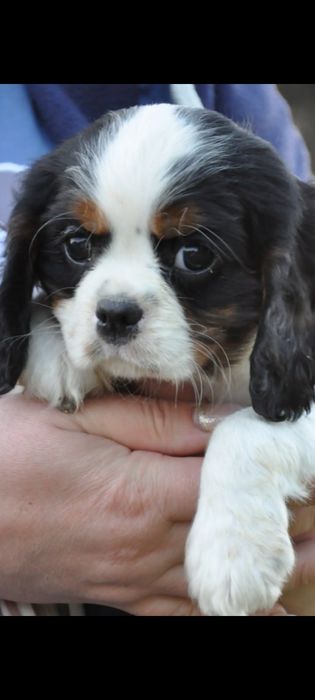 Кавалер Кінг Чарльз Спанієль дуже гарна порода