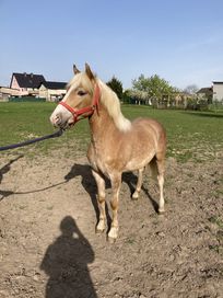 Ogierek haflinger