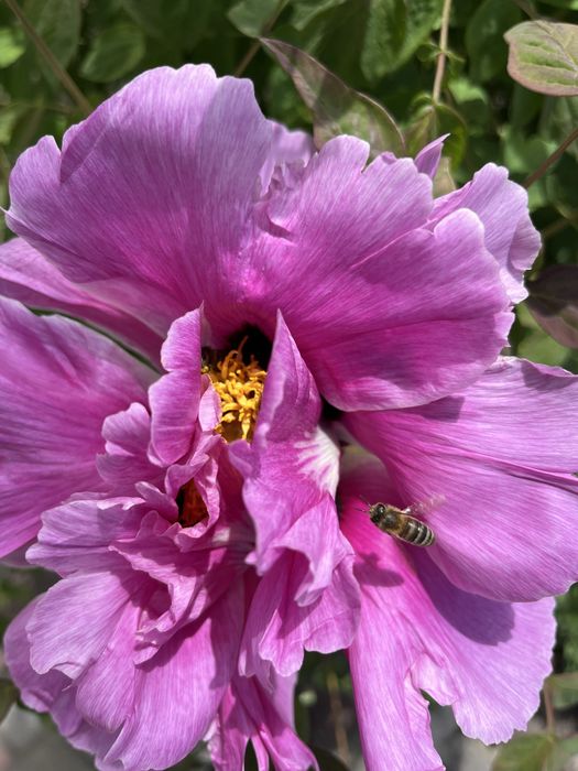 Продам юкку. Юка. Юкка садовая. Піон. Півонія. Піон деревовидний.