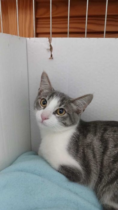 Gata gatinha 3.5 meses para adoção consciente