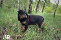 Jagterrier, wesoły, łagodny Jagi szuka domu