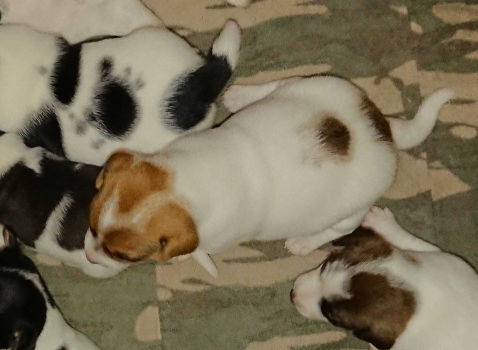 Szczeniak Peggy suczka Jack Russell Terrier Koszalin