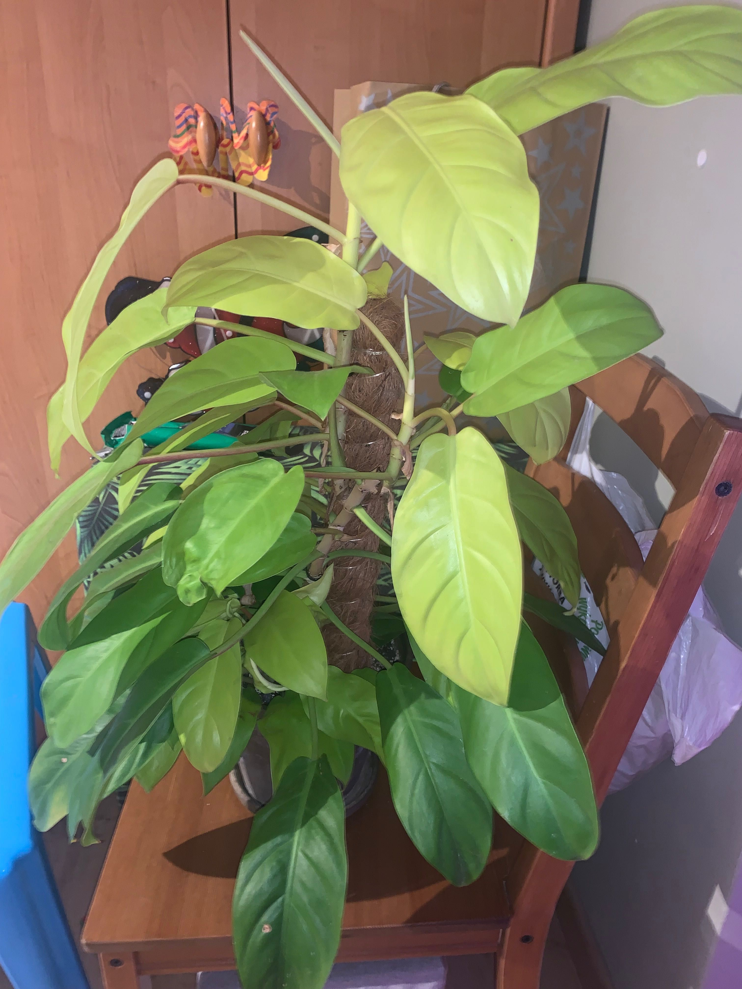 Philodendron malaya gold 60 cm
