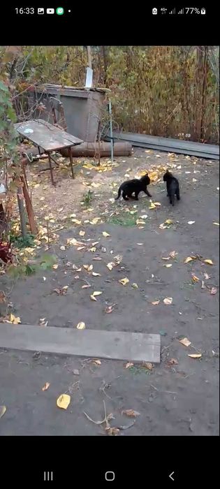 Котенок бесплатно