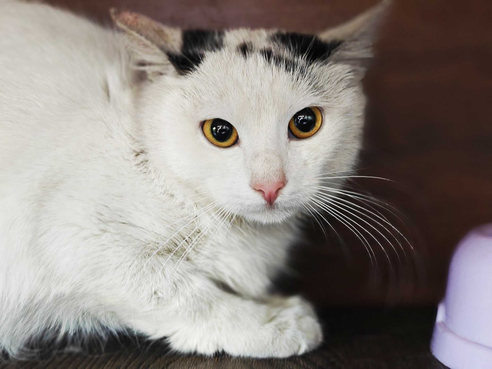 Моллі, кошеня 4міс, шукає дім і люблячу родину! кішка котенок кіт